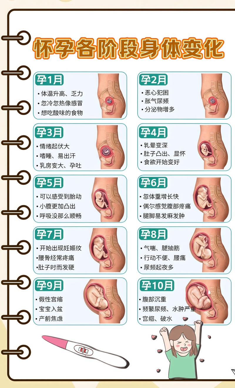 揭秘供卵代孕妈妈怀孕小腹分两节，孕期变化的奥秘秀山代生机构: